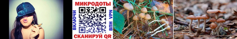 Псилоцибиновые грибы GOLDEN TEACHER  наркотики  Емва 